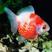 网络ddos攻击软件