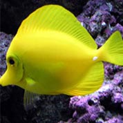 网络ddos攻击软件