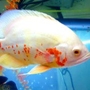 服务器攻击方式