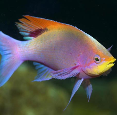 运行流畅快速的免费ddos防火墙